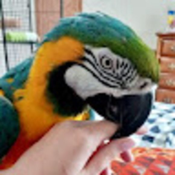 crazylemon79